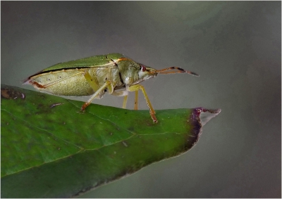 Green Shield Bug ' W'